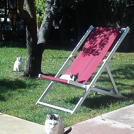 Missipezza A Frassanito