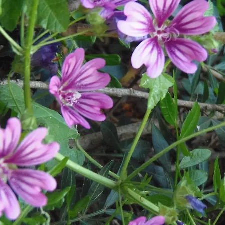 Missipezza A Frassanito 3*